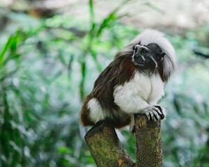 Eastern Black and White Colobus