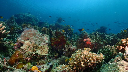 Fototapeta premium Wide-angle underwater photograph of an expansive foliose (lettuce) coral garden stretching across a shallow tropical reef, with a distant school of small reef fish swimming above in clear blue water. 