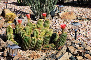 Blooming Western Red Trichocereus Torch cactus in a desert-style flower bed of xeriscaped grounds full of colored gravel,  rocks and boulders