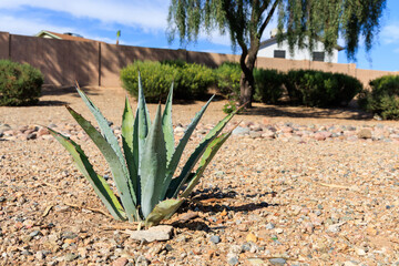 Blue Agave or Agave americana, also known as a Century Plant, in a desert-style xeriscaped landscape at city roadside in Phoenix, Arizona