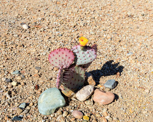 Purple Prickly Pear Cactus, Opuntia macrocentra or Opuntia violacea var santa-rita, Growing in a Native Desert Environment