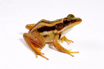Rothorfrosch // common green frog (Hylarana erythraea)