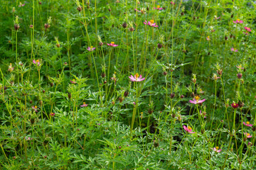 Cosmos Caudatus Plant with Blooming Flower in Garden Health and Sustainability Concept