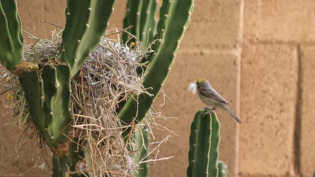 A couple of busy Auriparus flaviceps, also known by a common name as Verdin, diligently work on a new  a breeding nest built in between Cereus Cactus Branches