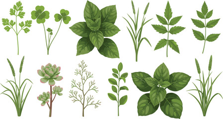 Large set of various green leaf botanical illustrations including herbs basil clover and succulent plants isolated on white background vector. © Hosneara