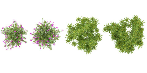 Fototapeta premium Collection of Averrhoa,Bauhinia trees on transparent background from the top view