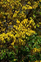 Obraz premium Álamos en otoño en Pampaneira, provincia de Granada, Andalucía, España 