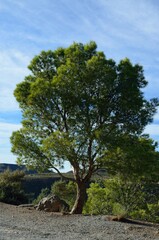 Bonito &aacute;rbol junto a la la carretera A-346, Alpujarra de Granada, Andaluc&iacute;a, Espa&ntilde;a

