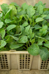 Green Mustard Plants Growing in Plastic Basket Sustainable Healthy Lifestyle - Brassica Juncea