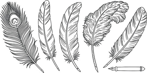 Line art vector set of 5 Feather types peacock feather eagle quill ostrich plume and writing quill pen