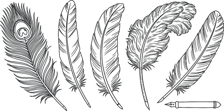 Line art vector set of 5 Feather types peacock feather eagle quill ostrich plume and writing quill pen