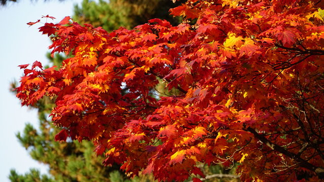 red maple leaves