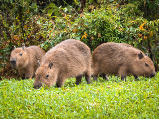 Fototapeta premium Capivara's eating ghrass, in the Park Tingui. Curitiba PR Brazil