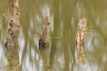 three trees reflected in the pond, green-gray water surface with reflected tree trunks, dead trees without bark reflected in the water, green-brown lines in the lake, green-brown colors on the lake