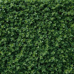 Green Hedge Fills the Area Creating a Natural Barrier in a Garden Setting