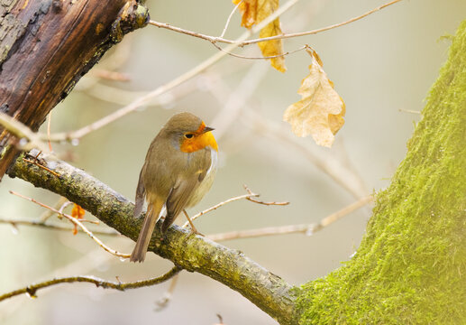 Cute round robin hiding in a tree, robin looking to the side, robin on a thin branch in the background, tree with moss on the bark, songbird Erithacus rubecula