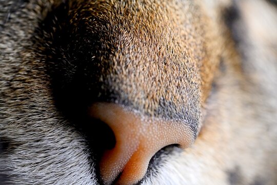 Cat nose macro close-up

Description
Extreme close-up macro of a cat’s nose showing fur and skin texture. - Powered by Adobe