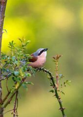 Male red backed shrike perched on a branch.