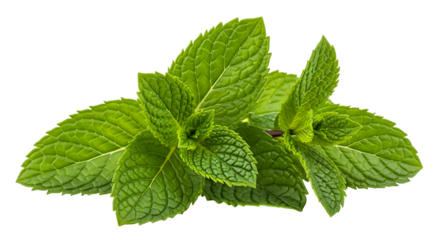 A vibrant bunch of fresh mint leaves against a dark background