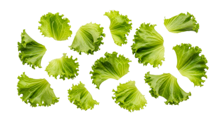 A vibrant display of fresh lettuce leaves arranged on a sleek black background