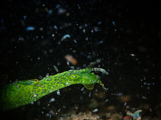 Ramose Sea Hare (Petalifera ramosa)