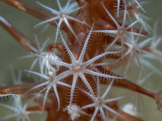 Coral polyp in the center of the image