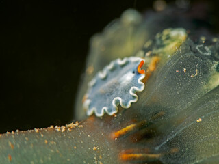 Small Flatworm on an Ascidian