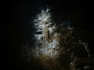 Small white soft coral in the spot light