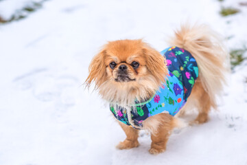 Little adorable Pekingese ( Tibetan Spaniel ) outside in colorful jacket