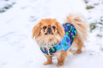 Little adorable Pekingese ( Tibetan Spaniel ) outside in colorful jacket