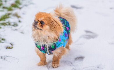 Little adorable Pekingese ( Tibetan Spaniel ) outside in colorful jacket