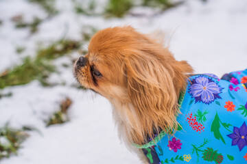 Little adorable Pekingese ( Tibetan Spaniel ) outside in colorful jacket