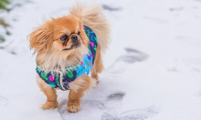 Little adorable Pekingese ( Tibetan Spaniel ) outside in colorful jacket