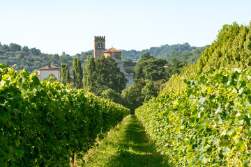 Rustic scenic Italian vineyard landscape with rows of grapevines growing in summer leading to a medieval abbey of Abbazia di Praglia nead Padua, Italy