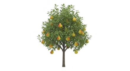 Fruit tree with pears isolated on transparent background isolated on transparent background