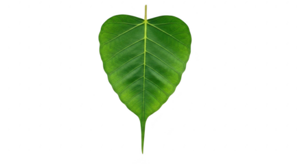 Single green leaf isolated on transparent background isolated on transparent background