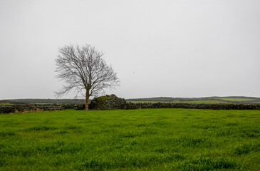 lonely tree in the field