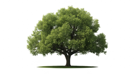 Green tree isolated on transparent background isolated on transparent background
