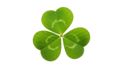 Green three leaf clover plant luck symbol, cut out, stock png, isolated on transparent background