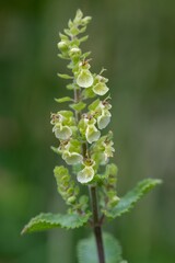Naklejka premium Close up of wood sage (teucrium scorodonia) flowers in bloom