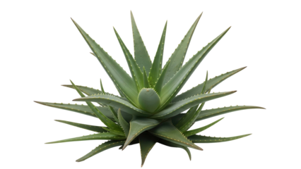 Vibrant green aloe vera plant with pointed succulent leaves, cut out, stock png, isolated on transparent background