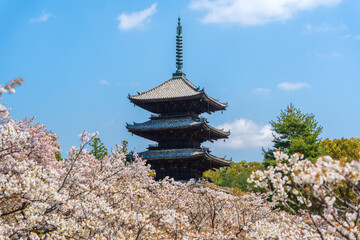 Five-storied pagoda of Ninna-ji Temple surrounded by blooming Omuro cherry blossoms in spring. Kyoto, Japan.