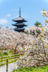 Path leading towards the five-storied pagoda through blooming Omuro cherry blossoms at Ninna-ji Temple. Kyoto, Japan.