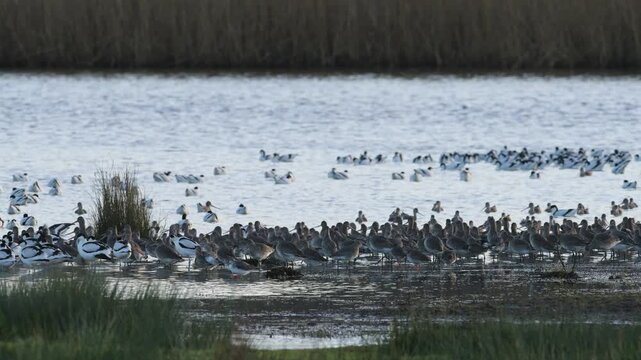 Black-tailed Godwits, Limosa limosa, birds in flight over marshes	