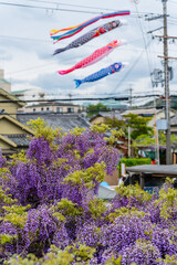Colorful koinobori carp streamers fly above blooming purple wisteria, celebrating Children's Day in a traditional Japanese town.