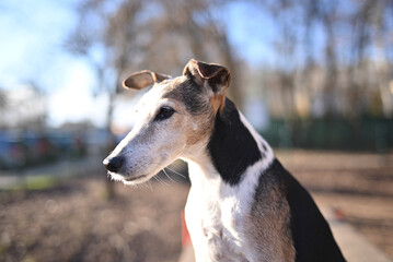  Foxterrier portrait in winter sunlight outdoor.