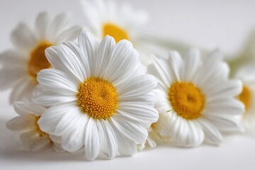 Obraz premium Minimalist studio photograph of isolated daisies with crisp petals
