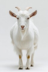 Fototapeta premium Minimalist white goat photograph against seamless white backdrop