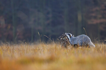 Meles meles European Badger runs with prey across field in soft light © michal