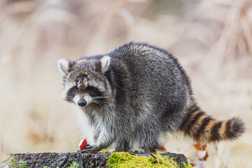Common Raccoon Procyon lotor walks along stump showing striped tail and eyes. © michal